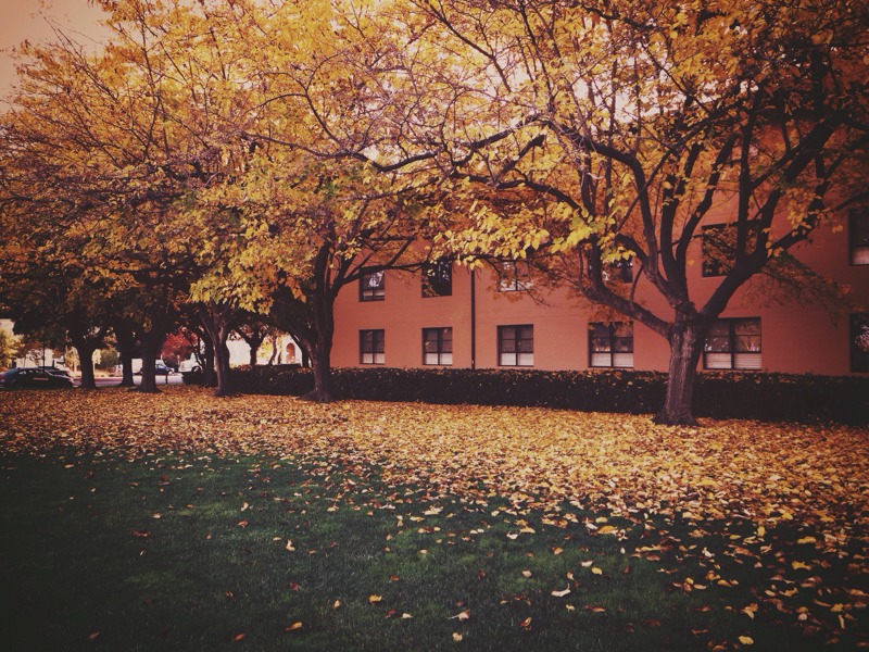 Winter at Stanford University elemente